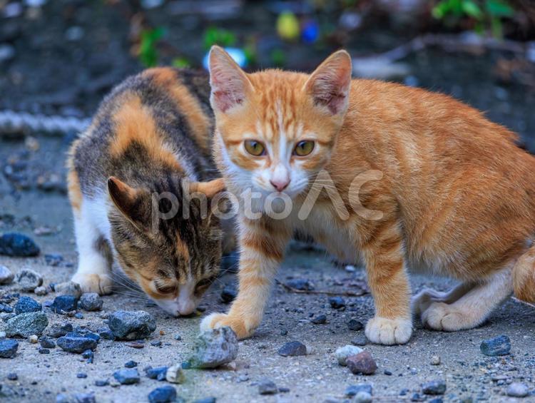 離島で出会った子猫の兄弟です。 子猫,猫,野良猫の写真素材