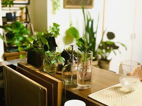 キッチンの観葉植物 キッチン,家,リビングの写真素材