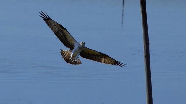 羽根を広げるミサゴ 羽根を広げるミサゴの写真