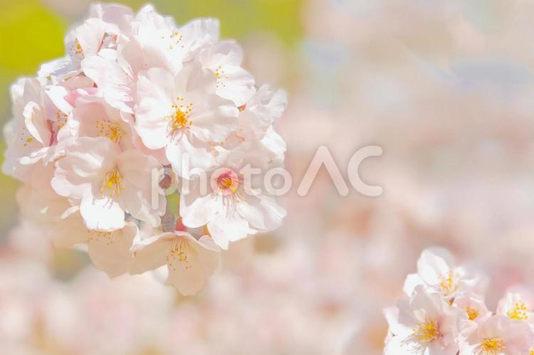 ふんわりと咲く桜の花 桜,さくら,春の写真素材