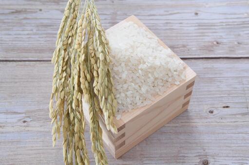 お米　収穫の秋　イメージ 新米,米,秋の写真素材