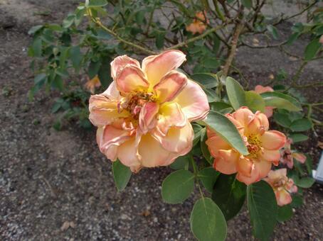 ８月のアンネフランクのバラの花 植物,花,バラ科の写真素材
