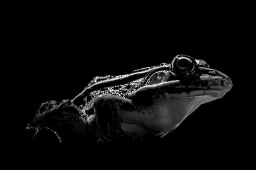 横から見たトノサマガエル 横から見たトノサマガエル トノサマガエル,ダーク,モノクロの写真素材