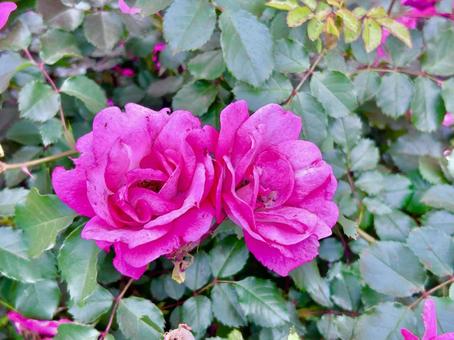 薔薇 薔薇の写真