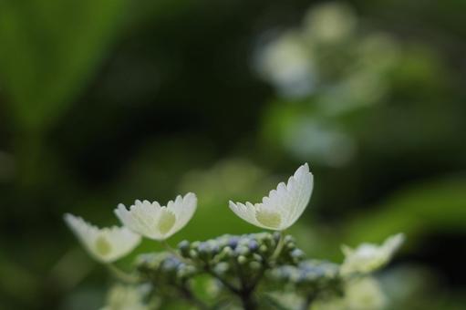 蜻蛉池公園の紫陽花 紫陽花,あじさい,アジサイの写真素材