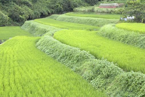 田んぼのある風景 田んぼのある風景の写真