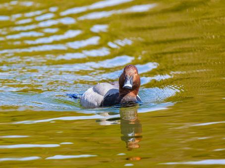 池を泳ぐホシハジロ 池を泳ぐホシハジロの写真