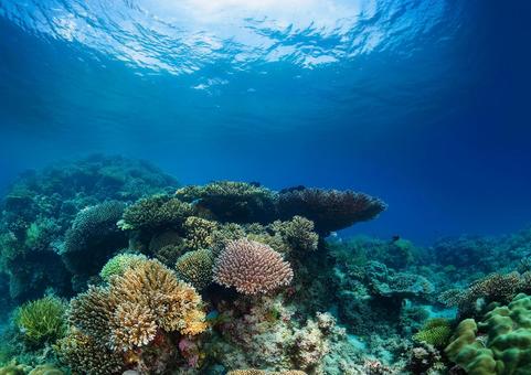 海のサンゴ礁 海のサンゴ礁の写真