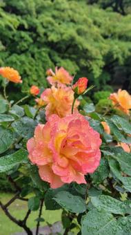 雨上がり、見頃の薔薇 雨上がり、見頃の薔薇 薔薇,バラ,ローズの写真素材