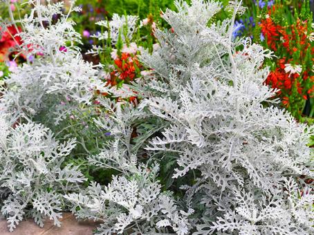 シロタエギクの植えられた花壇 シロタエギク,花壇,お花の写真素材