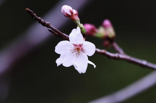 雨に濡れた桜 桜,春,花の写真素材