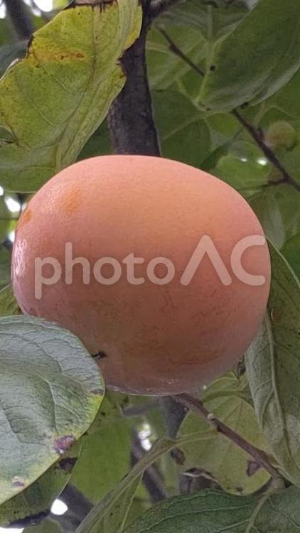 秋の実り 柿,カキ,カキの実の写真素材