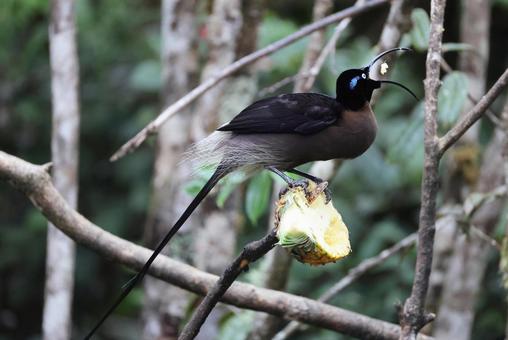 チャイロカマハシフウチョウ チャイロカマハシフウチョウの写真