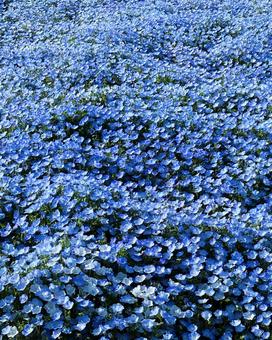 青のネモフィラ畑 花,ネモフィラ,花畑の写真素材