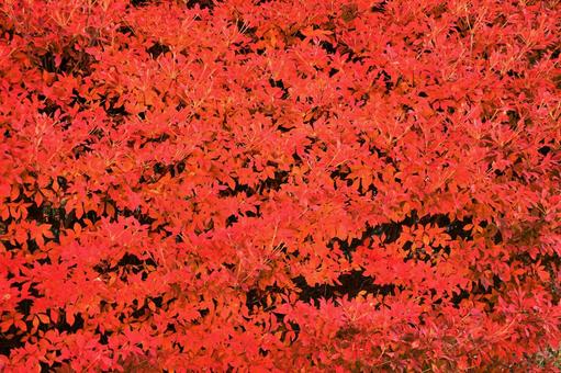ドウダンツツジの紅葉 満天星,灯台躑躅,ツツジ科ドウダンツツジ属の写真素材
