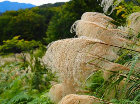 ススキ(守門岳) ススキ(守門岳) ススキ,すすき,草の写真素材