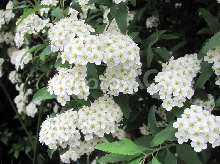 可憐に揺れるコデマリの小花 コデマリ,花,バラ科の写真素材