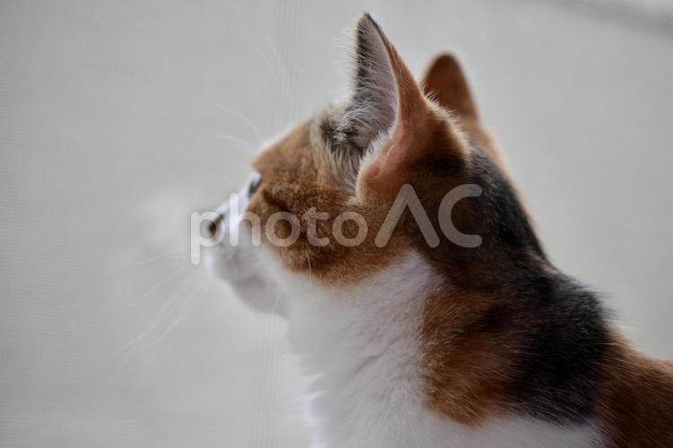 外を眺める生後5ヶ月の三毛柄の子猫 猫,子猫,ネコの写真素材