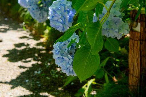 紫陽花 梅雨の季節 紫陽花 梅雨の季節の写真