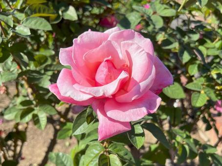 花 花 花,自然,薔薇の写真素材
