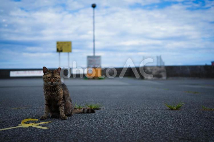 自然を生きる野良猫 猫,ネコ,野良猫の写真素材