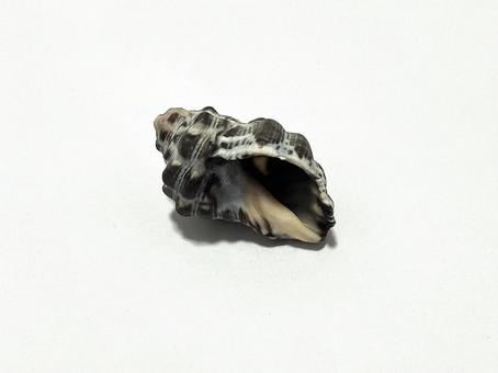 黒い巻き貝の抜け殻 黒い巻き貝の抜け殻の写真