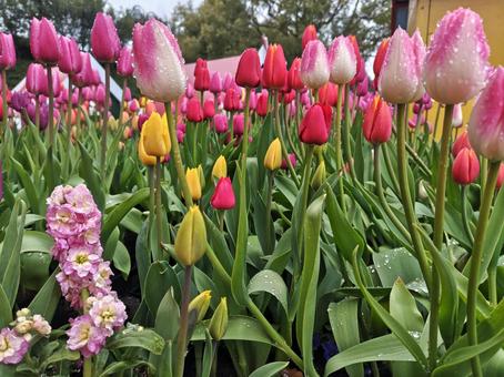 Tulips, JPG Tulips, JPG