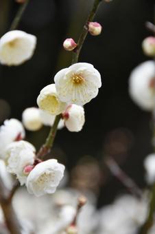 Plum (Tamabotan), JPG Plum (Tamabotan), JPG