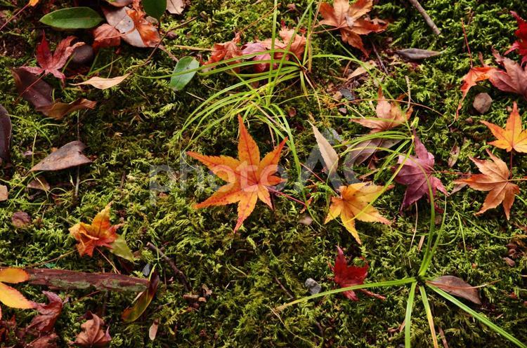 苔の地面に散らばる色づいた落ち葉 紅葉,もみじ,落ち葉の写真素材