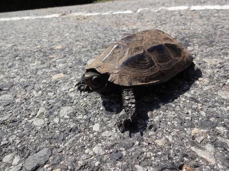 Photo, turtle, crossing the line, wild, 