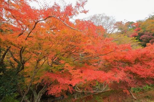 もみじロード もみじロード,秋,紅葉の写真素材
