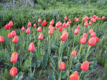 Photo, tulip, flower, red, 