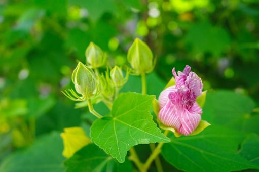 芙蓉の開花(夏の朝) 芙蓉の開花(夏の朝)の写真