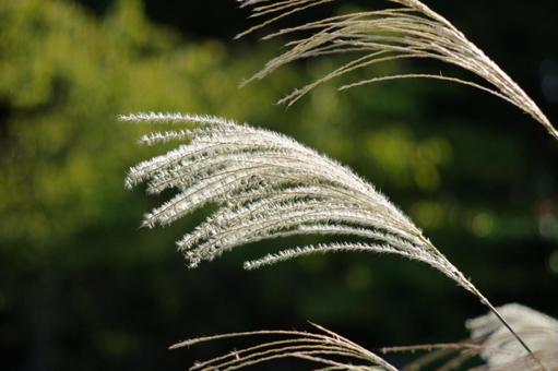 Silver grass shining in the sunlight, JPG Silver grass shining in the sunlight, JPG