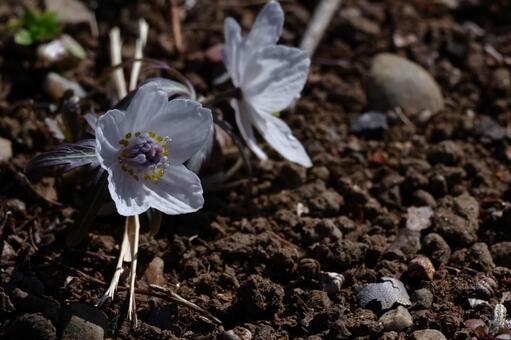 冬の妖精 節分草,花,キンポウゲ科の植物の写真素材