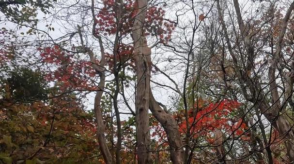 秋の山 秋の山 九重連山,大船山,登山道の写真素材