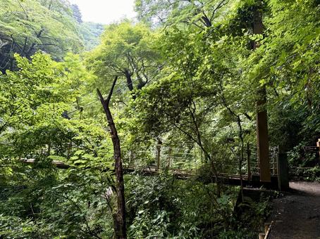 夏の高尾山　四号路　ハイキングコース 四号路,ハイキングコース,森の写真素材