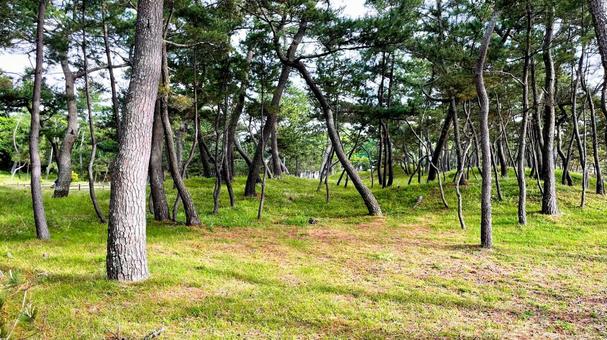 さつき松原の松林遊歩道 さつき松原の松林遊歩道 さつき松原,宗像市,遊歩道の写真素材
