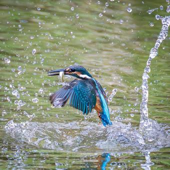 カワセミ 翡翠 カワセミ,翡翠,水しぶきの写真素材