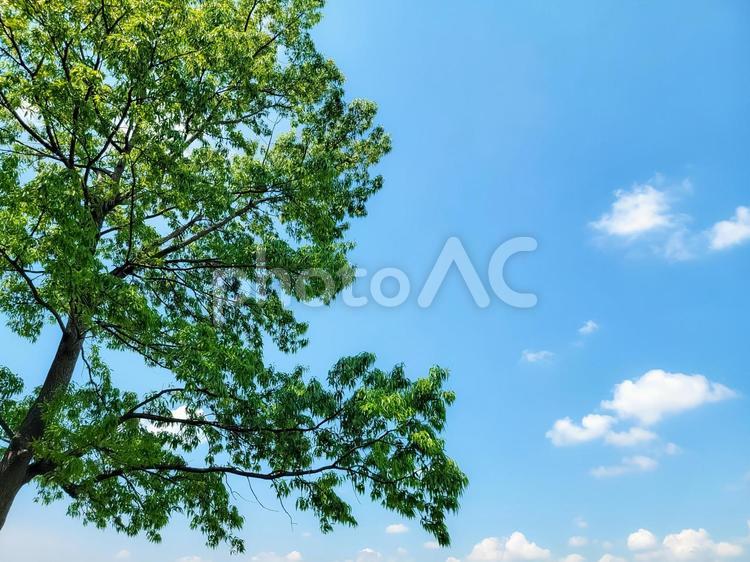 新緑の木と爽やかな夏の空 新緑,木,樹木の写真素材