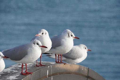 かもめ 瀬戸内海 かもめ 瀬戸内海 かもめ,野鳥,鳥の写真素材