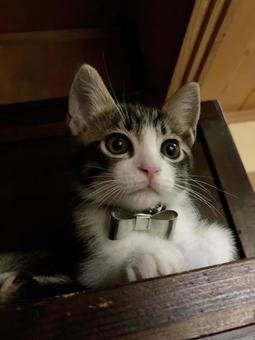 ちょこん ちょこんの写真