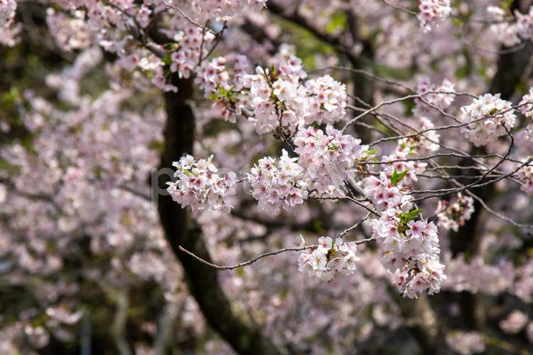 満開のソメイヨシノ（春のイメージ） 桜,ソメイヨシノ,ソメイヨシノ開花の写真素材