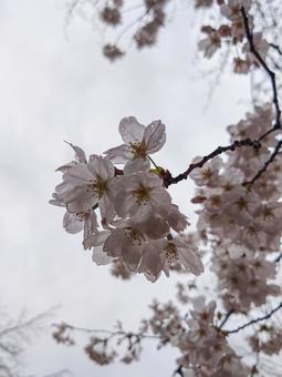 物憂げな桜 物憂げな桜の写真