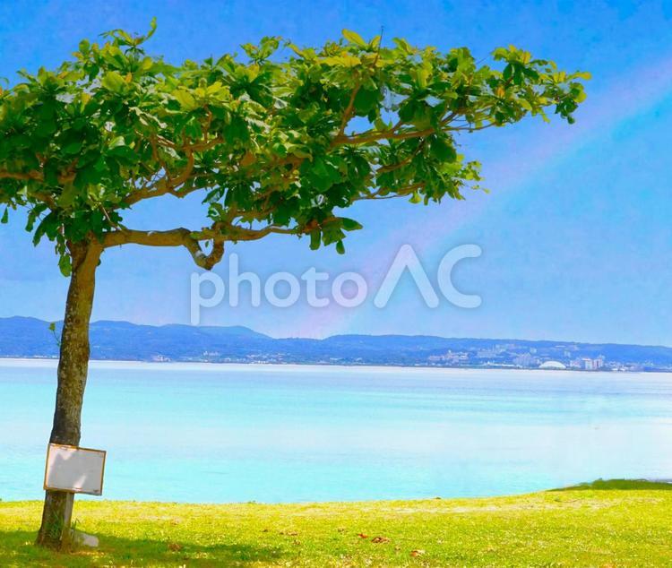 南国のビーチと樹木 海,ビーチ,木の写真素材