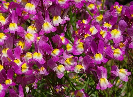 ヒメキンギョソウ ヒメキンギョソウ ヒメキンギョソウ,姫金魚草,ヤナギウンランの写真素材