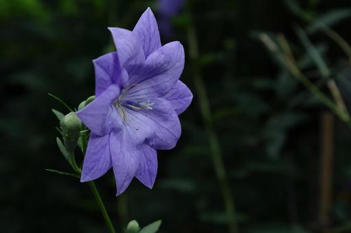Photo, campanulaceae, flower, bellflower family, 