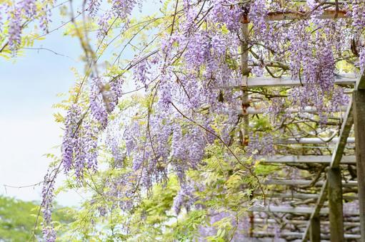 藤の花 藤の花,藤,春の写真素材