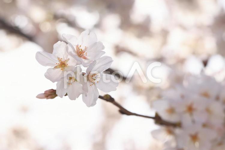 岩国　錦帯橋の桜 桜,さくら,サクラの写真素材