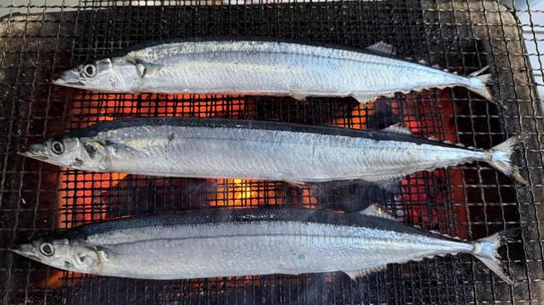 秋刀魚(さんま)を炭火で網焼き 秋刀魚(さんま)を炭火で網焼き さんま,サンマ,秋刀魚の写真素材